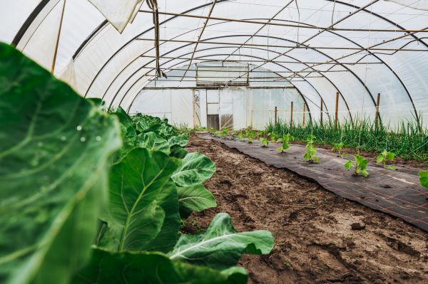 Greenhouse Demolition in Lehi